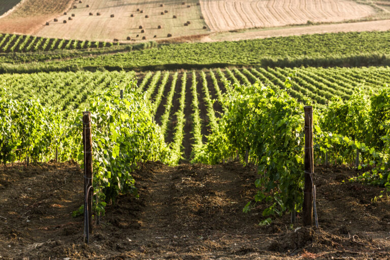 <strong>Natura, agricoltura e vino: gli itinerari dell’Alto Belice</strong>